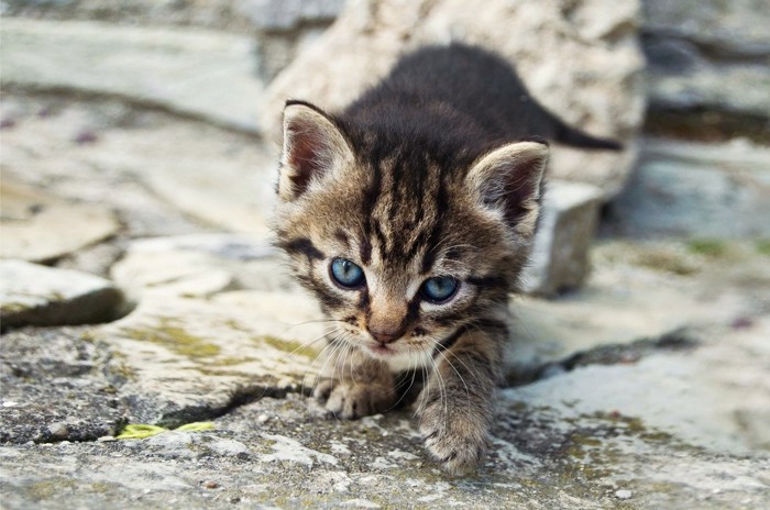 のそのそ歩きをする子猫