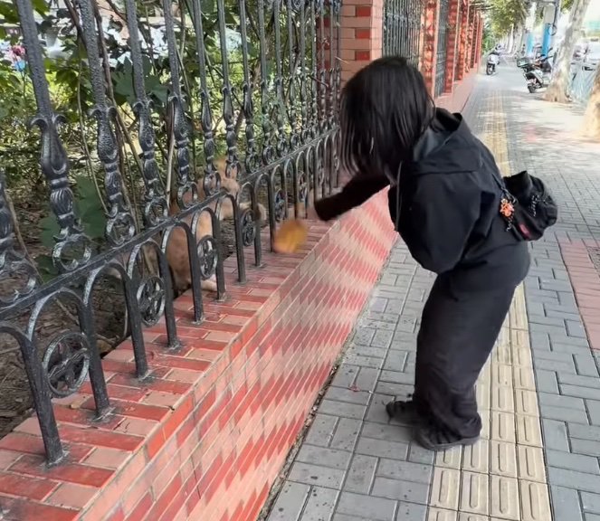 野良猫と遊ぶ女性