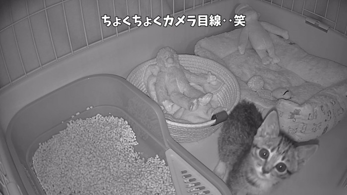 「ちょくちょくカメラ目線...」のテロップ写真