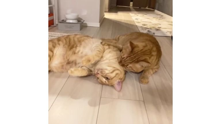 室内にいる猫たち