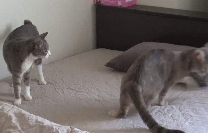 ベッドから1匹の猫が立ち去る