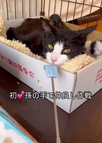 孫の手が顔の前にある猫