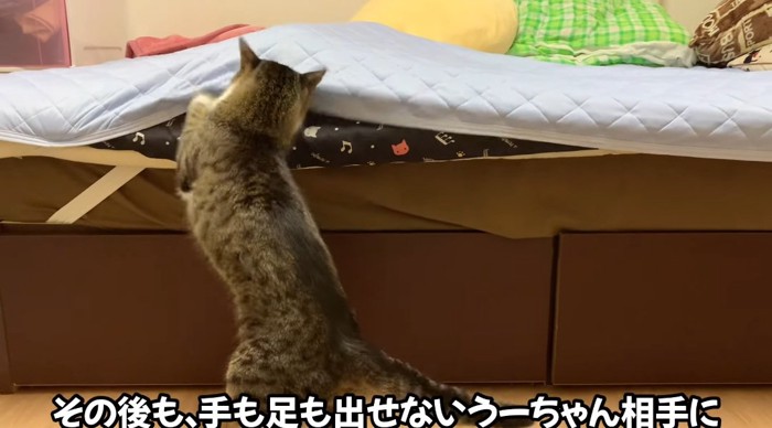 パンチする猫