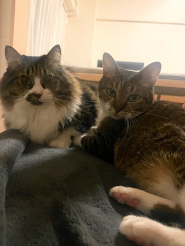 並んで座る2匹の猫