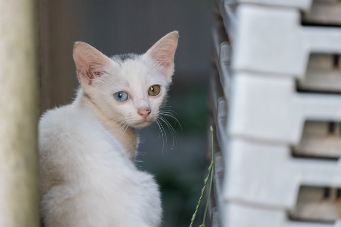 こちらを振り返るオッドアイの子猫