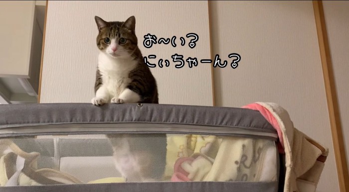 乗り出す猫