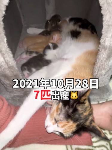 箱の中にいる猫の親子