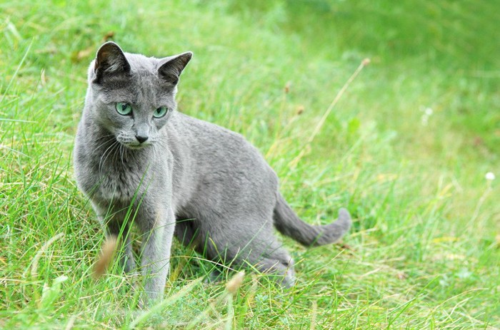 警戒する様子の猫