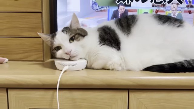 テレビの前の猫