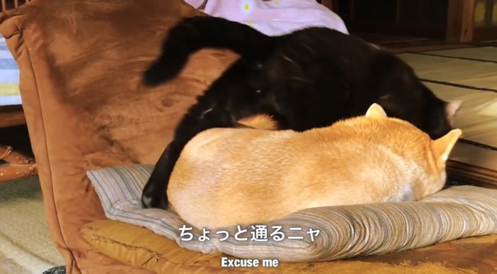 座布団で寝ている柴犬を踏む黒猫