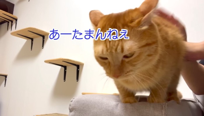 あーたまんねぇの文字と猫