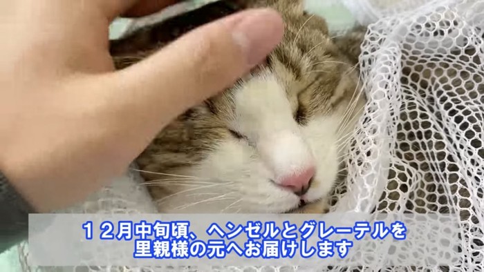 撫でられ目をつぶる猫