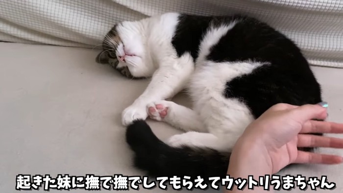 お尻をなでられる猫