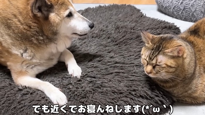 クッションの上の2匹