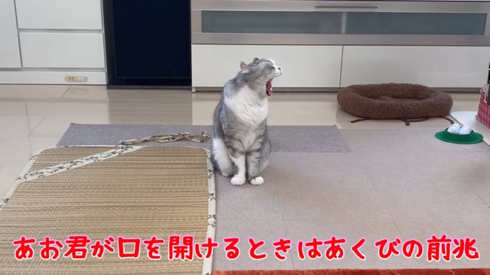 あくびをする猫