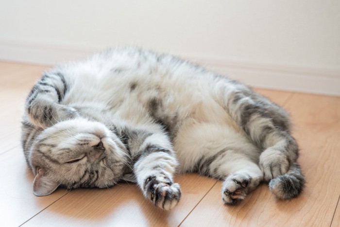 仰向けになる猫