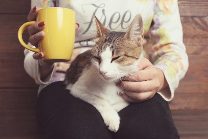 飼い主の膝の上でくつろぐ猫