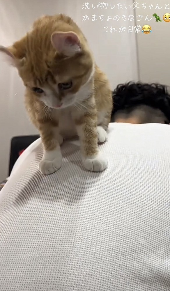 飼い主さんの背中に乗る猫の写真2-2