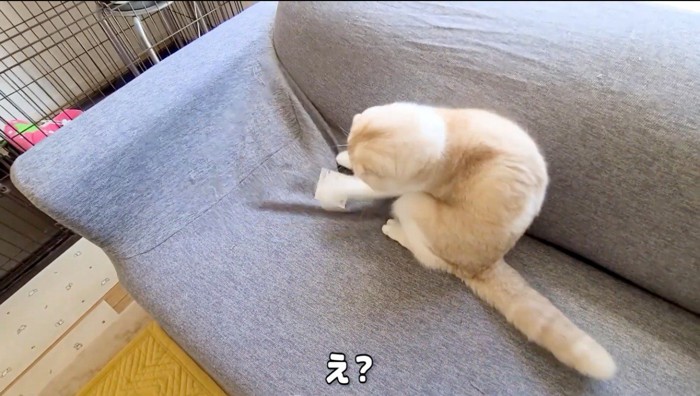 ソファの上で遊ぶ猫