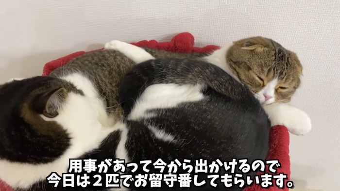 くっついて寝る2匹の猫