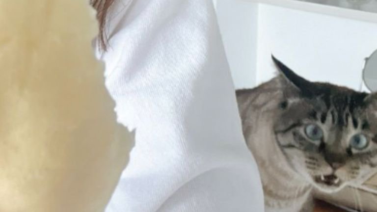 室内にいる猫