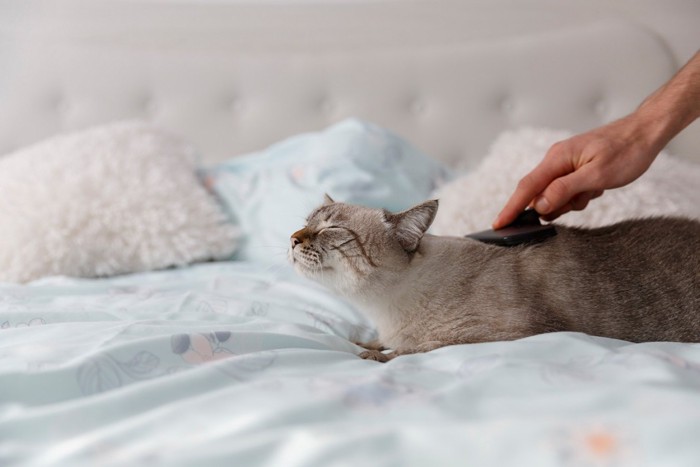 気持ちよくブラッシングされる猫