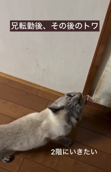 階段を上りたがる猫