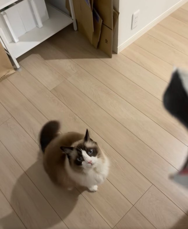 お座りしている猫