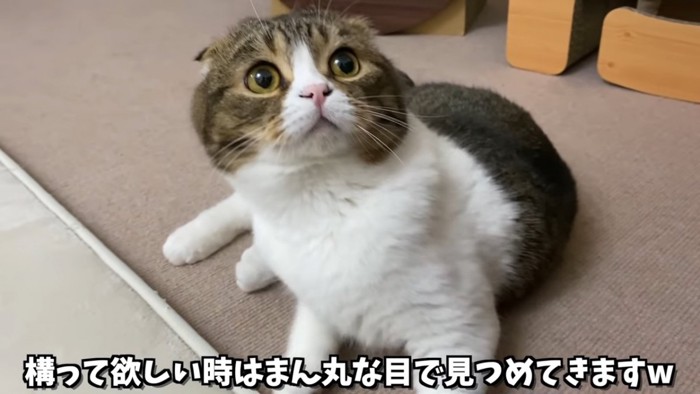 上を見る猫