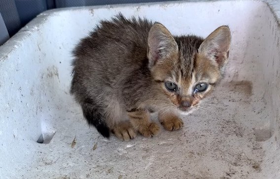 保護された子猫のアップ2