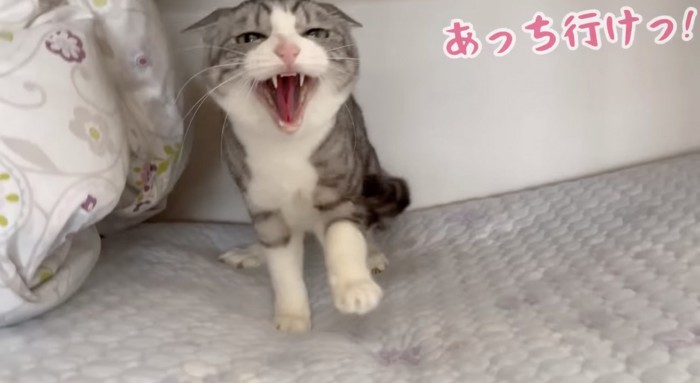 猫パンチしたナナちゃん