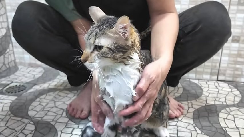 シャンプーされる猫