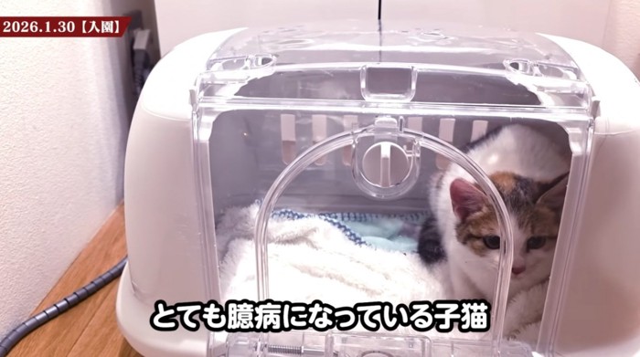 キャリーの中にいる子猫