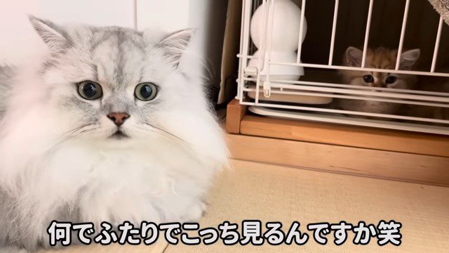 飼い主さんに視線を送るモルンくんとリソラちゃん