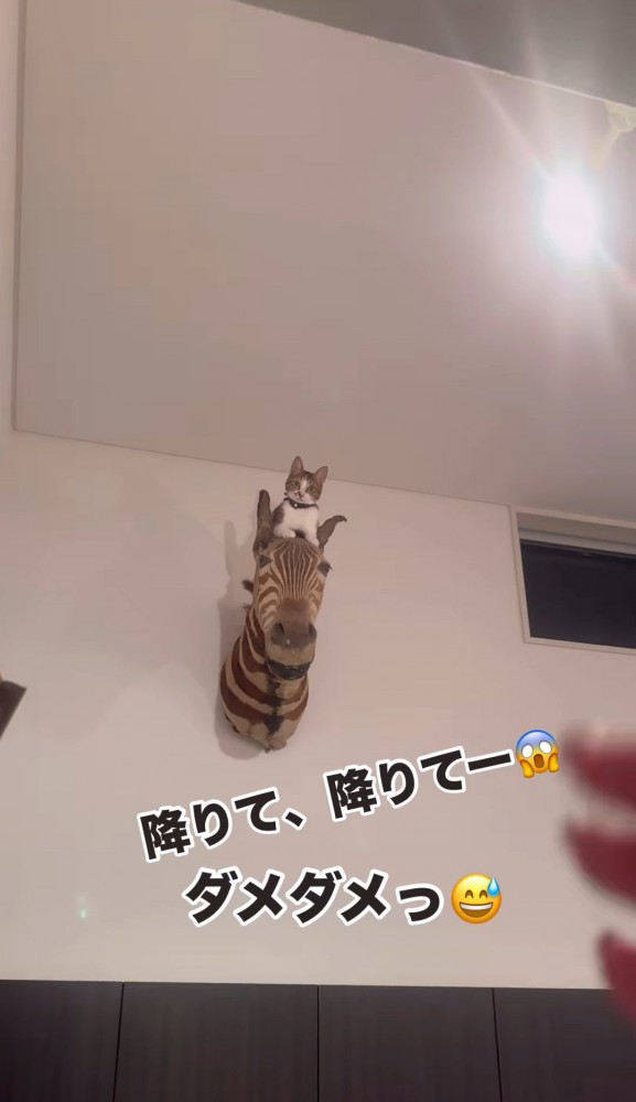 シマウマのオブジェから見下ろす猫3