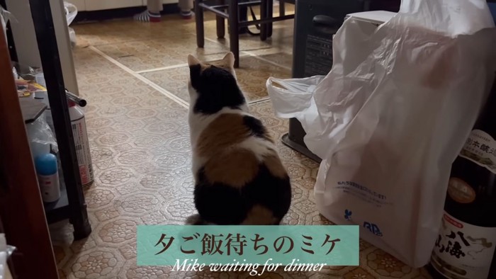 三毛猫の後姿