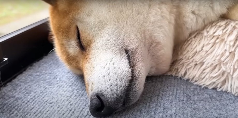 眠る柴犬