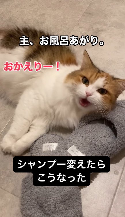 飼い主を出迎える猫