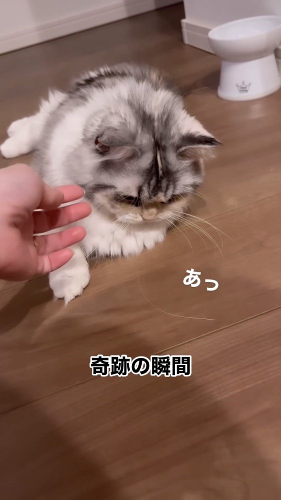 ヒゲが抜けた猫