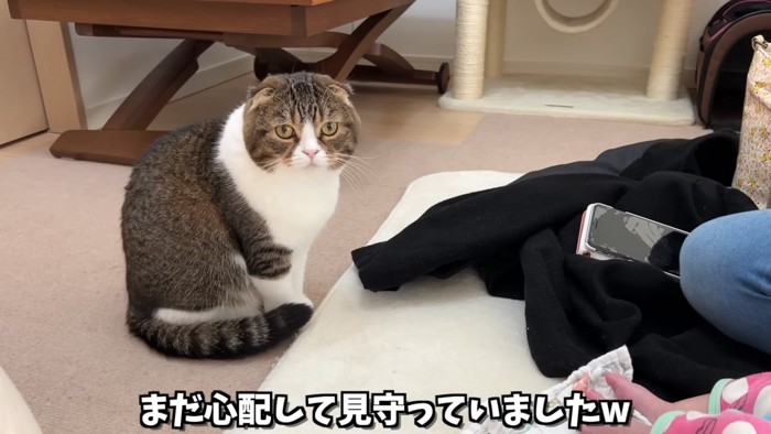 座る猫