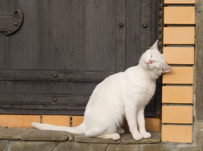 匂い付けをする猫