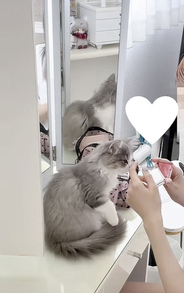 飼い主さんから人差し指を当てられる猫の写真2