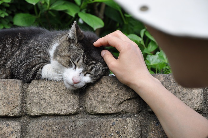 撫でられる猫