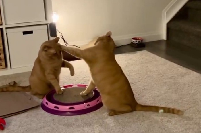 小競り合いをする猫2