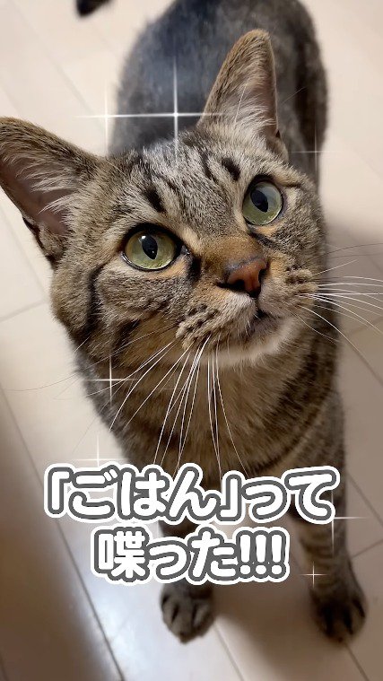 自分を見てくる飼い主を見つめ返す猫