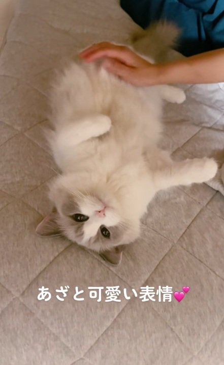 お腹を優しくなでられているラグドール