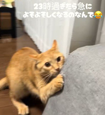 爪を立てて飛びつく猫