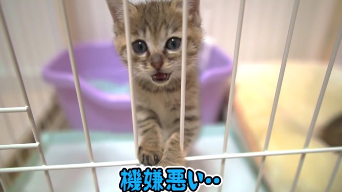 ケージ越しにこちらをみる子猫