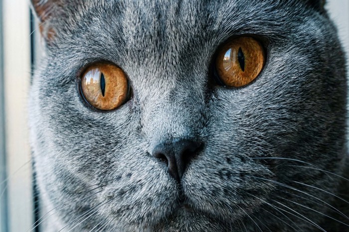 猫の顔のアップ