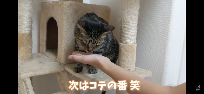 キャットタワーでおやつを食べる猫